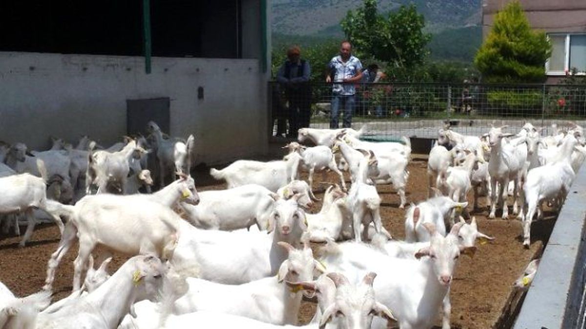 Yunusemre\'de Üreticilere Oğlak Dağıtıldı