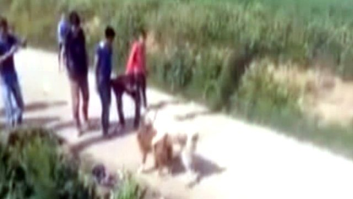 Denizli\'de Köpek Dövüştürenlere 15 Bin Lira Ceza
