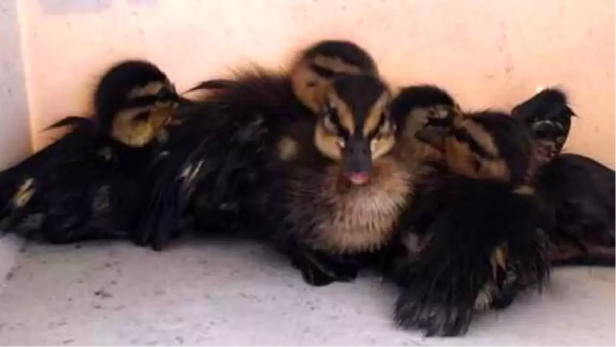 Ducklings Rescued By A Hooters Frying Basket