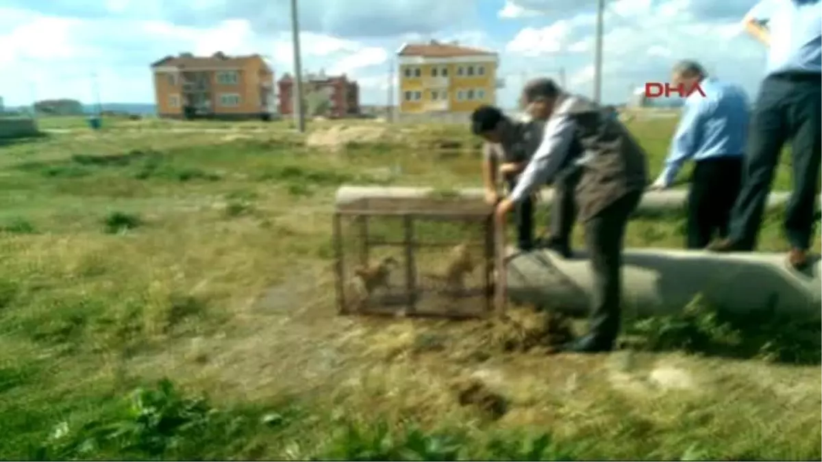 Elektrik Direğine Sıkışan Tilki Yavruları ve Baykuş Kurtarıldı