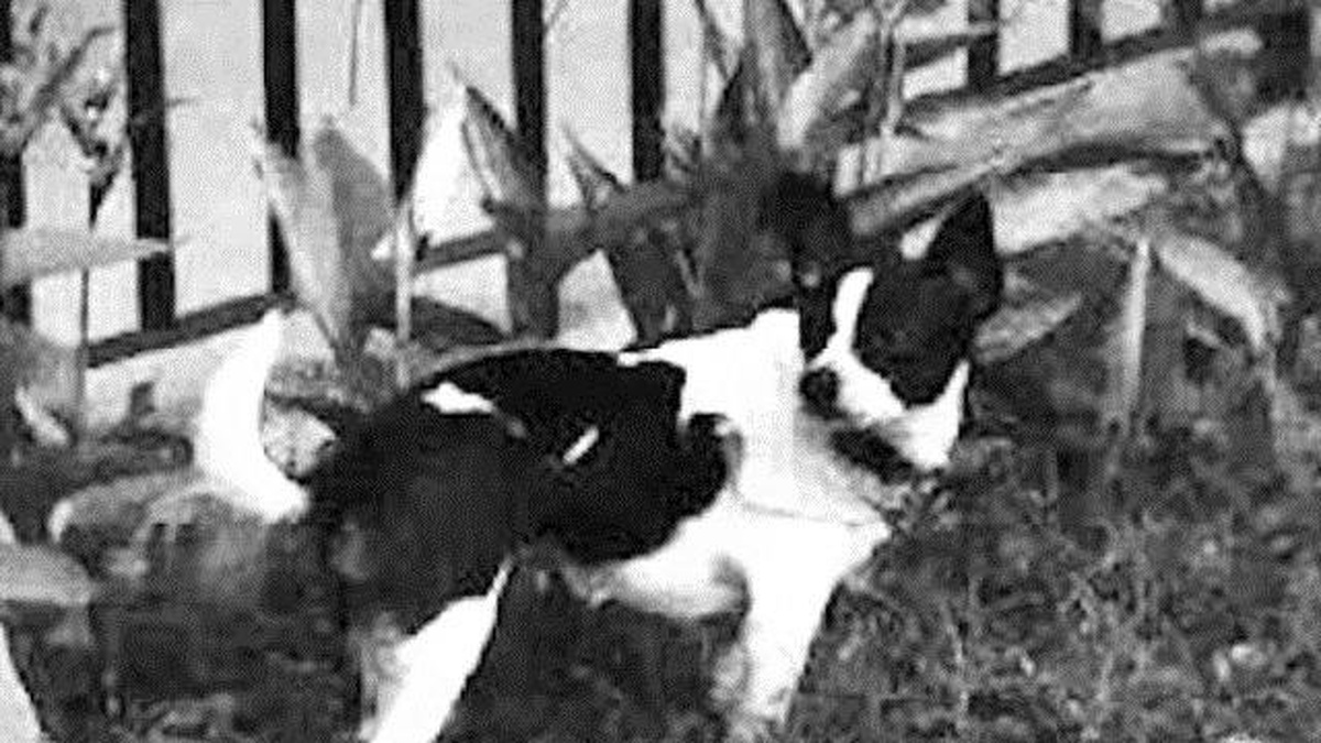 Kayıp Köpeğini Bulana 1 Buçuk Milyonluk Evini Verecek