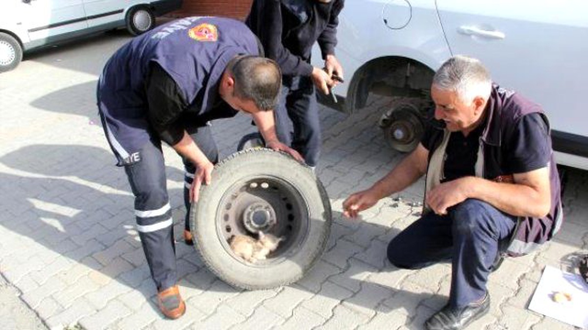 Otomobil Tekerindeki Yavru Kedi Kurtarıldı