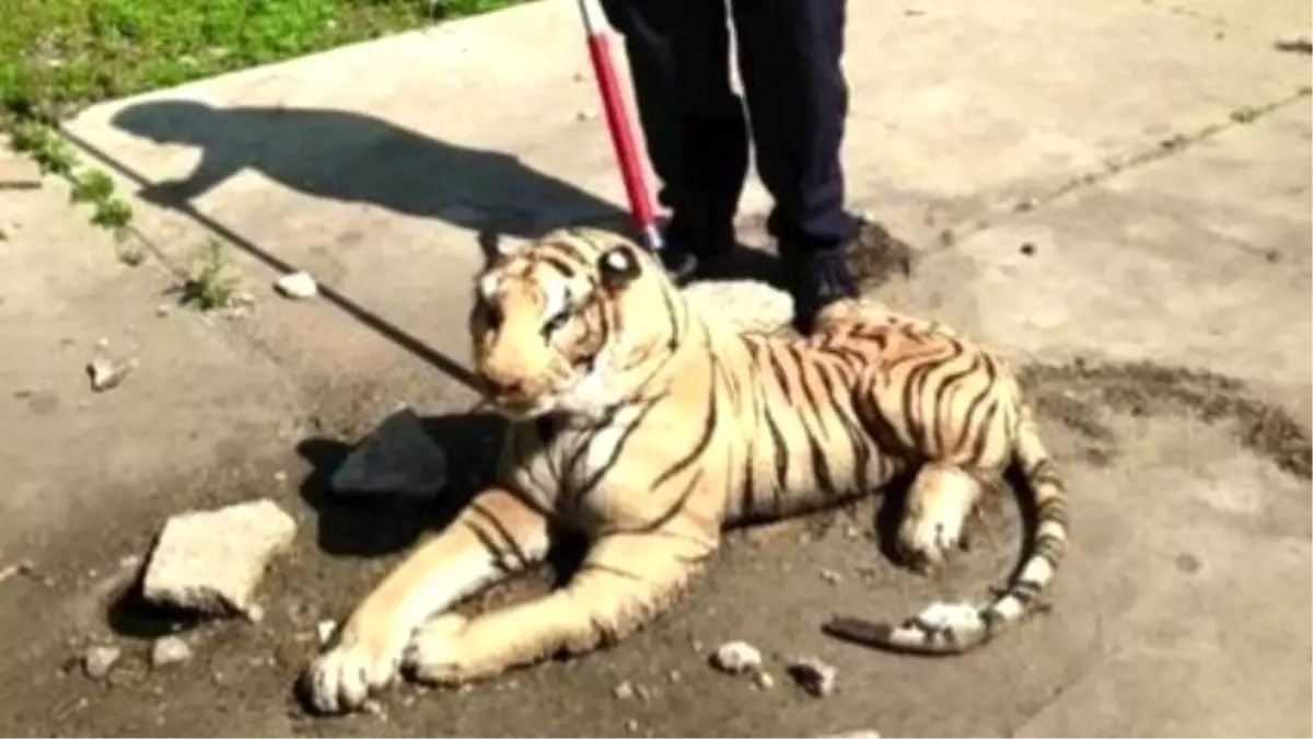 Stuffed Tiger Toy Fools Animal Control