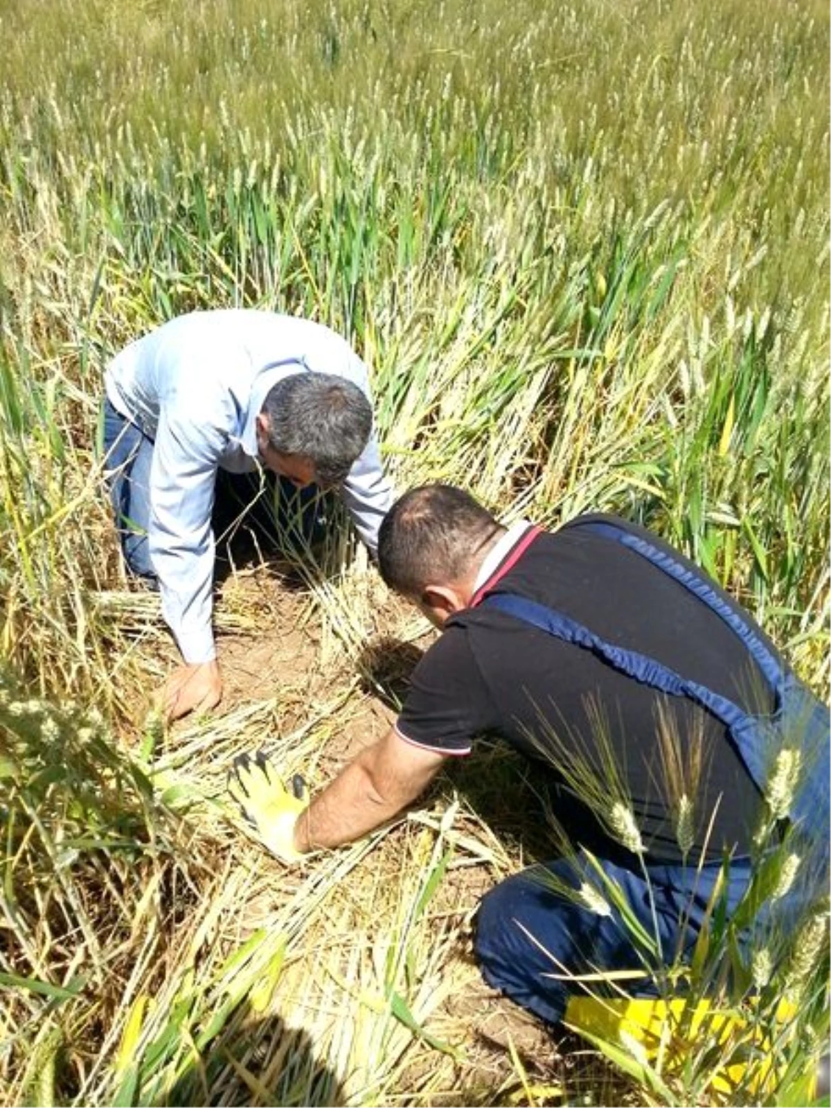 Süne Mücadelesi Başladı