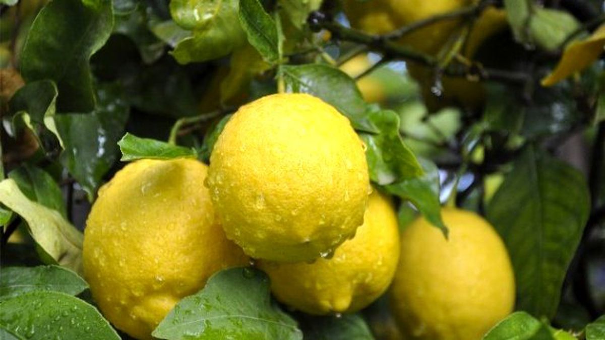 Zam Şampiyonu Limon Üreticisini Değil Tüccarı Güldürdü