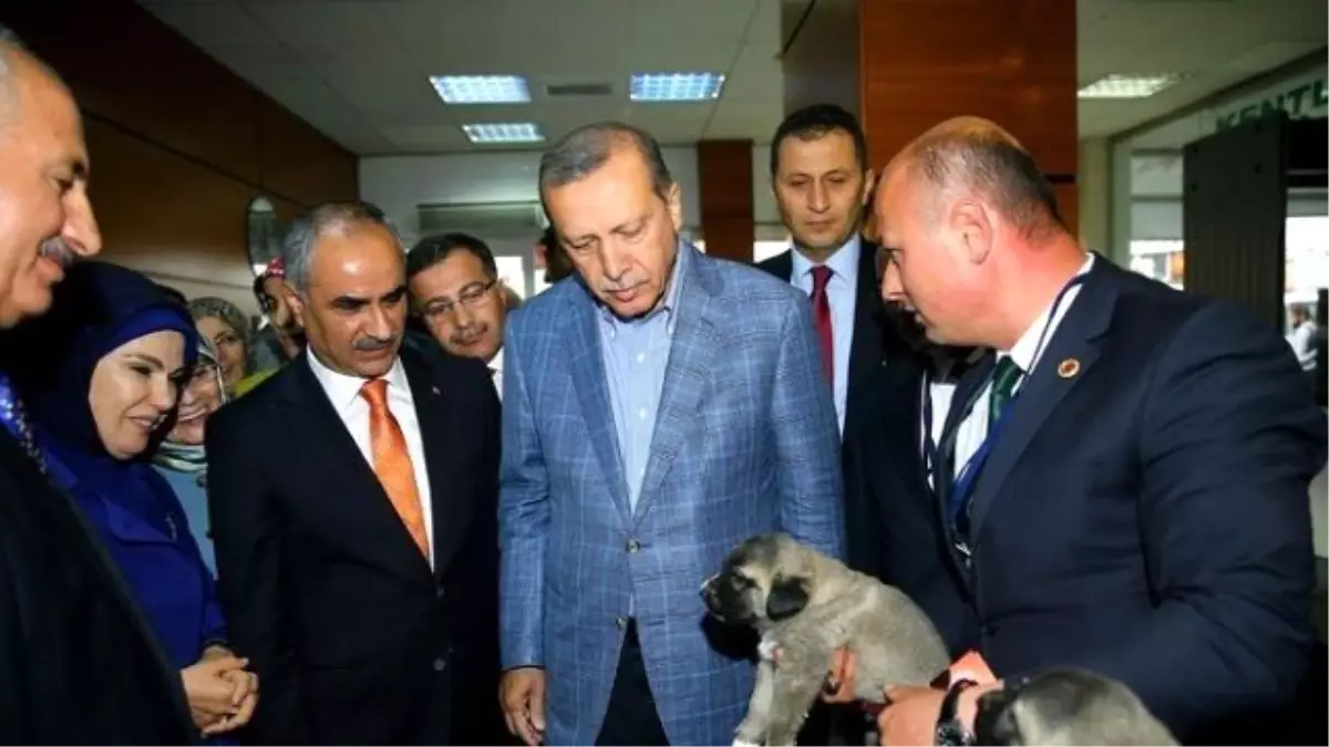 Cumhurbaşkanı Erdoğan\'a Yavru Kangal Köpeği Hediye Edildi