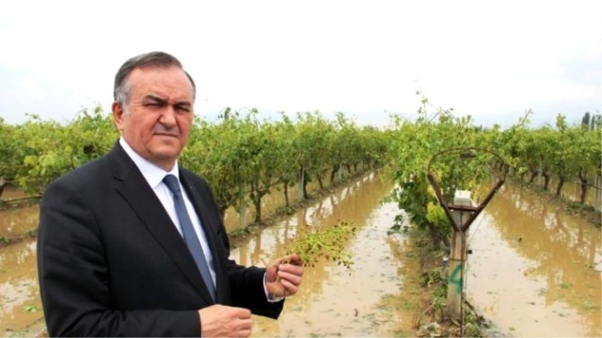Erkan Akçay: "Üzüm Üreticilerinin Hali Perişan"