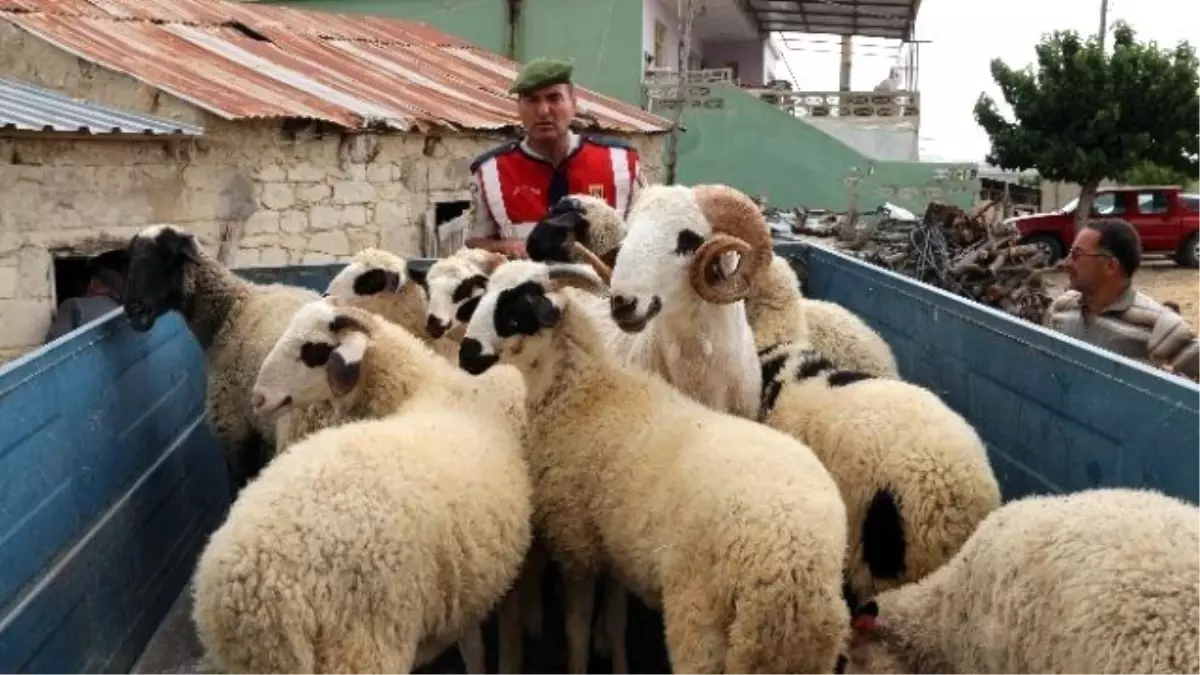 Koyun Hırsızları Tutuklandı