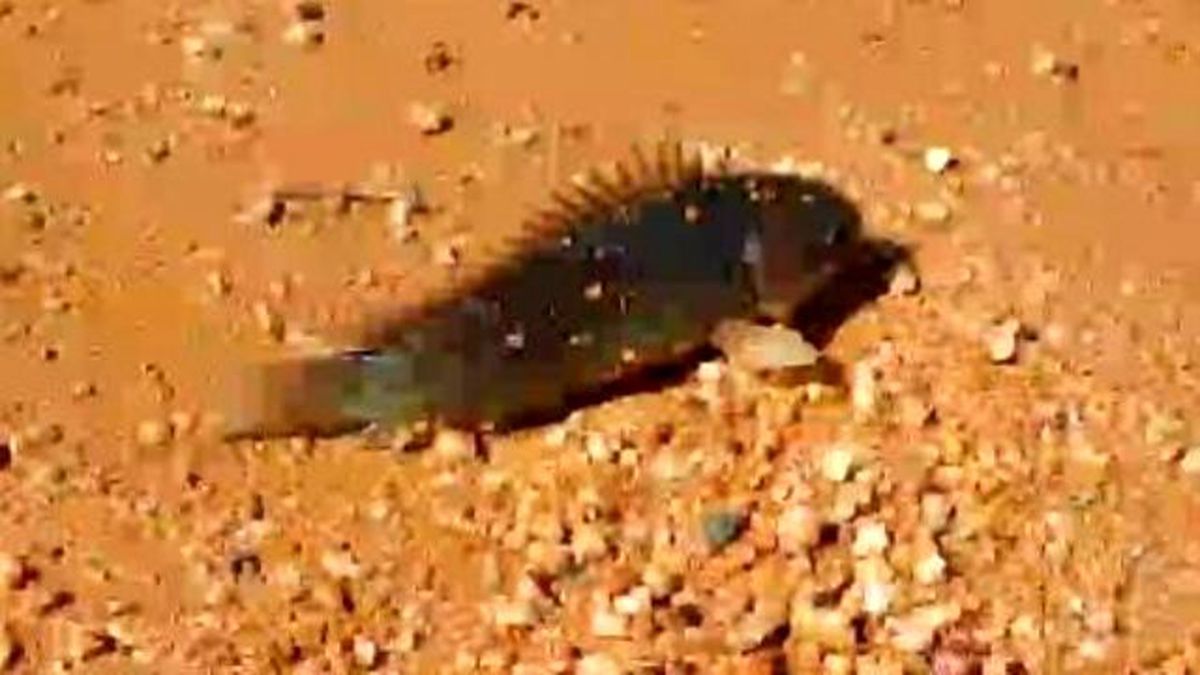 Terrifying Fish Walks On Land, Breathes Air, Threatens To Destroy Australia