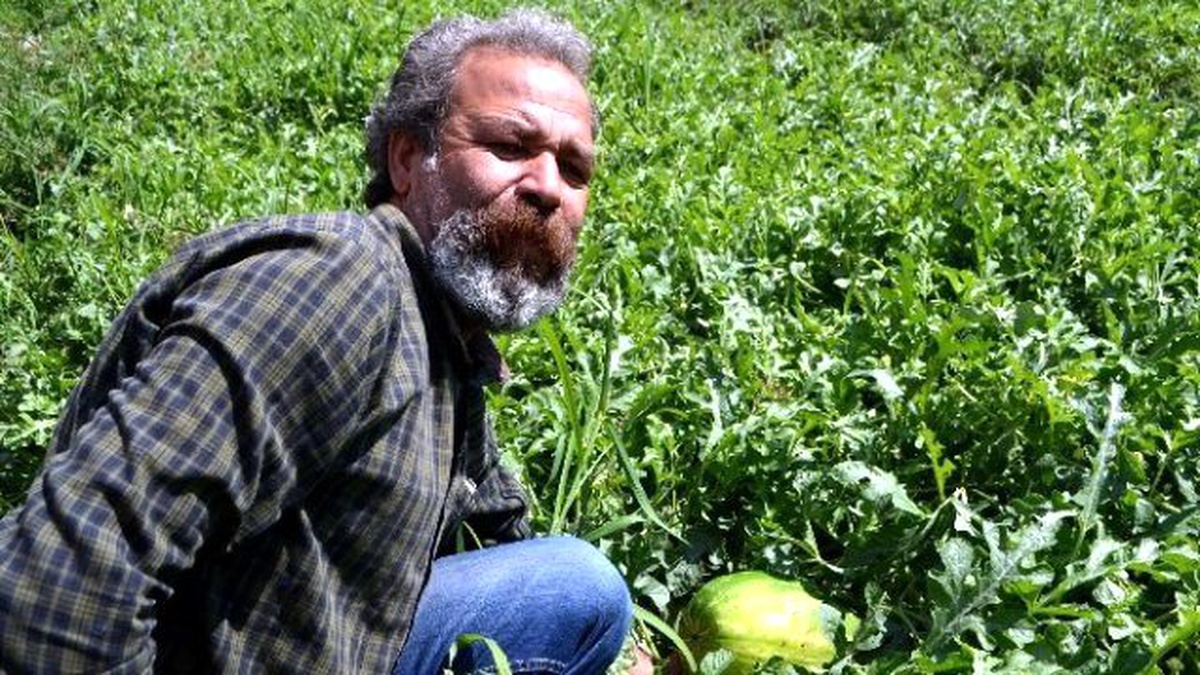 Yağışın Etkilediği Kisir Karpuzu 10 Gün Sonra Tezgahta