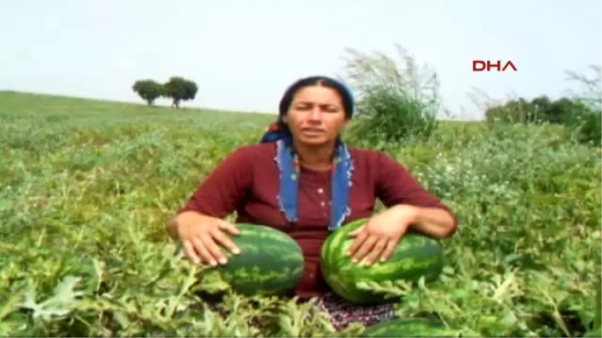 Adana Karpuz Tarlada 35 Kuruşa Düştü