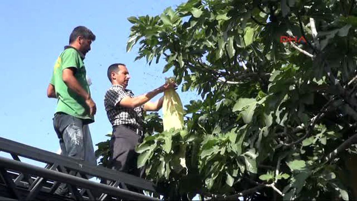 Adıyaman Evin Bahçesindeki Ağaçta Oğul Veren Arılar Korkuttu