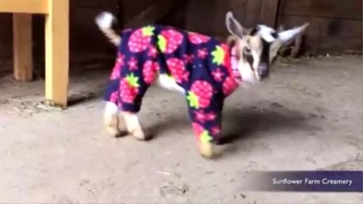 Baby Goats İn Pajamas Will Make You Scream For Joy