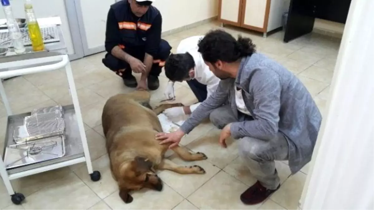 Sokak Köpeği Fenomen Oldu