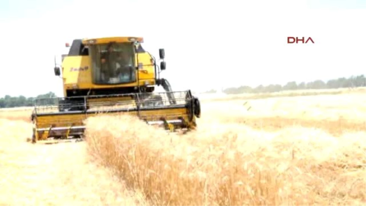 Söke\'de Buğday Üretimi Yüzde 40 Düştü