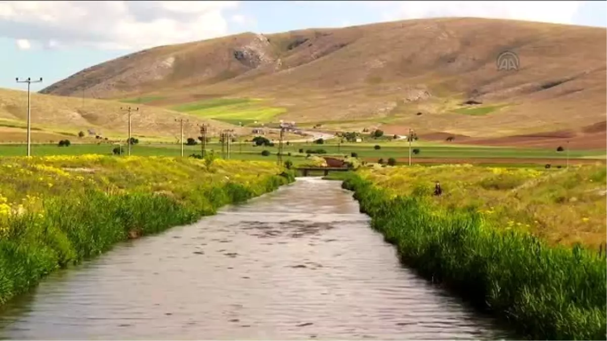 Yağmurun Bereketi Buğdayda Beklentiyi Arttırdı