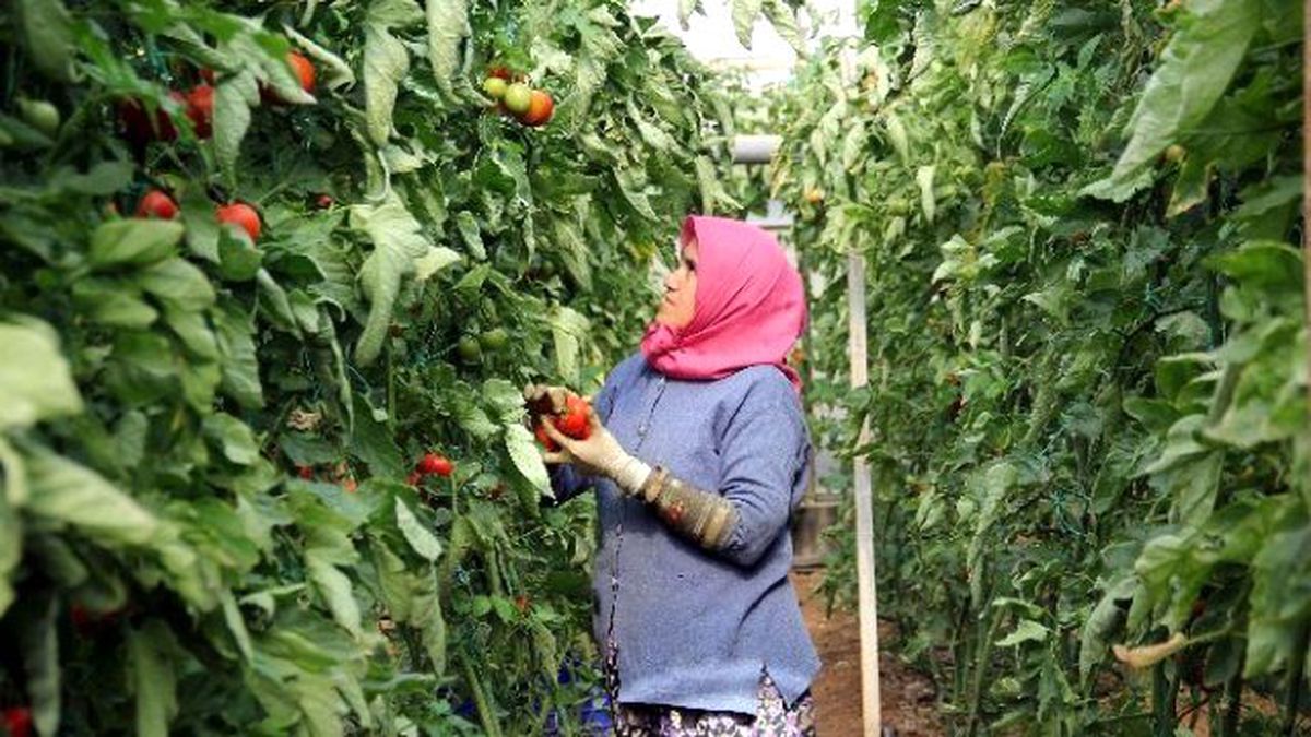 Kadın Emeği Tarımda da Görünmüyor