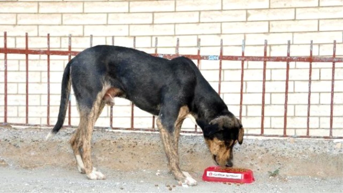 Keçiören Belediyesi\'nden Sokak Hayvanları İçin Parklara Su ve Mama Kabı