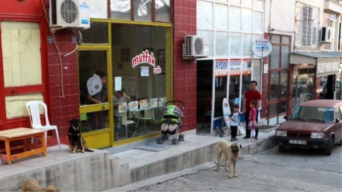 Mut\'ta Başıboş Sokak Köpekleri Toplanıyor