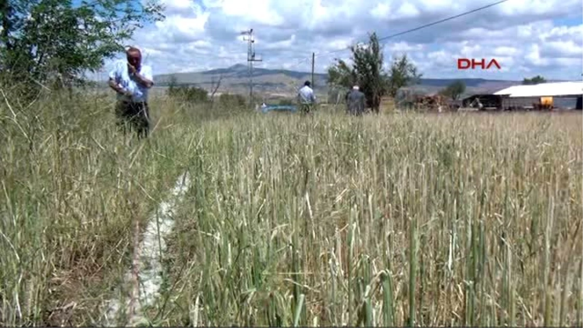 Nevşehir?de Çiftçiyi Sel ve Dolu Vurdu