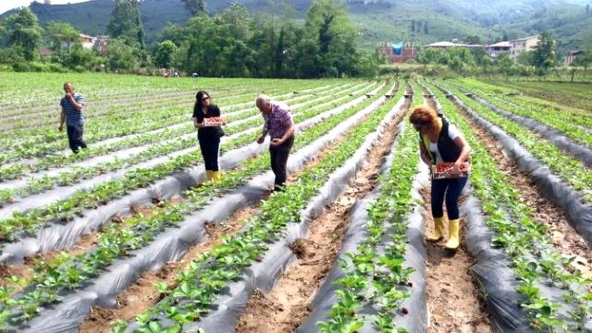 Ordu\'da Çilek Üretimi Ayağa Kalktı