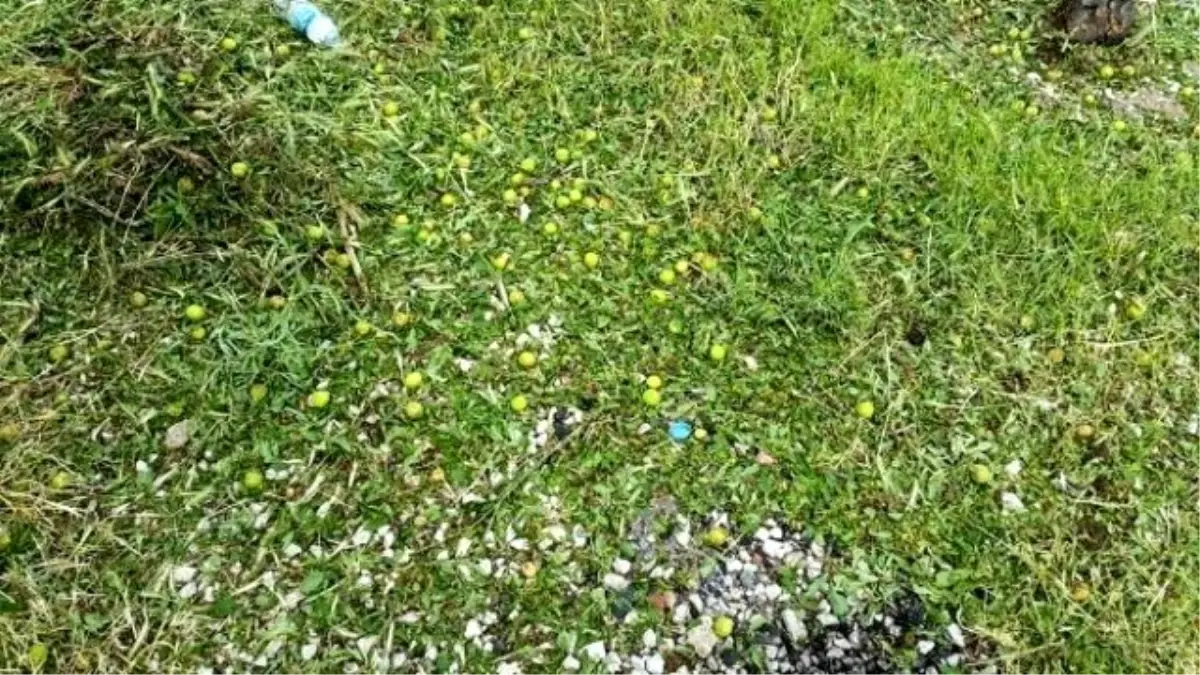 Polatlı\'da Yağan Dolu 4 Bin Dönüm Alana Zarar Verdi