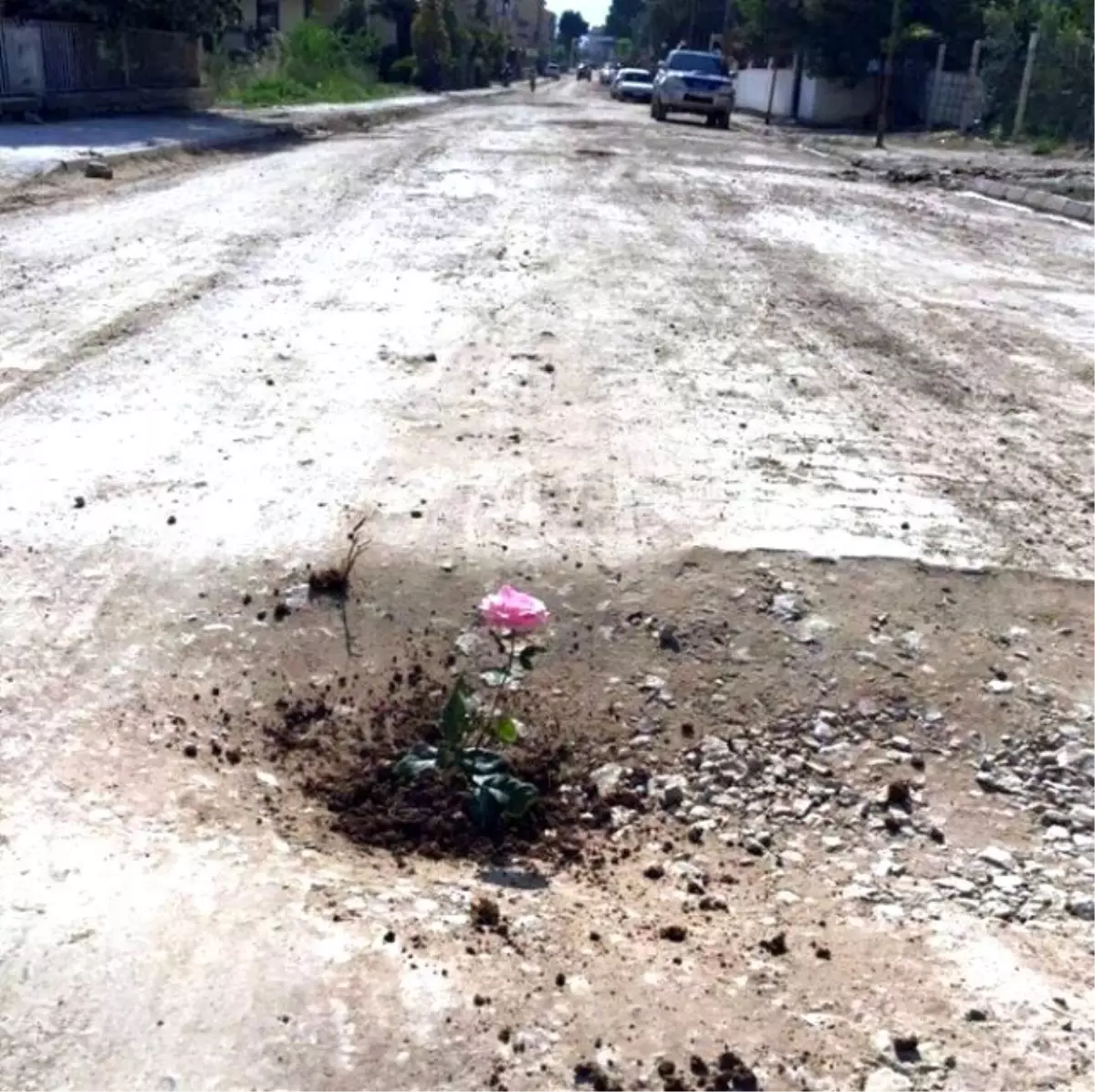 Bozuk Yola Gül Ektiler