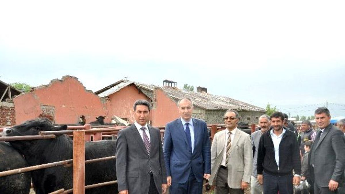 Damızlık Boğalar Kurayla Dağıtıldı
