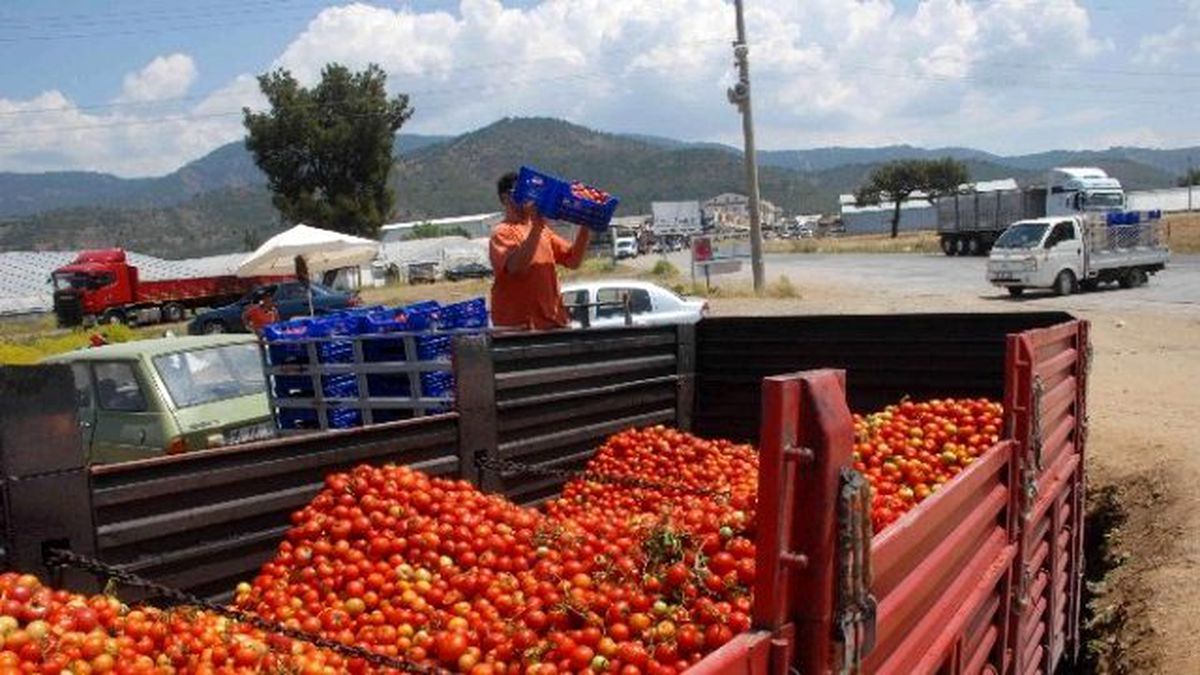 Domatesin Kasası 2 TL\'ye Düştü