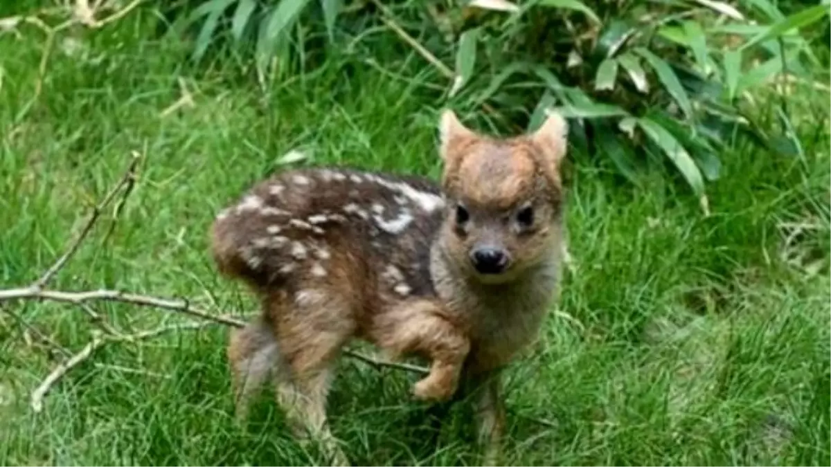 Dünyanın En Küçük Geyiği Doğdu