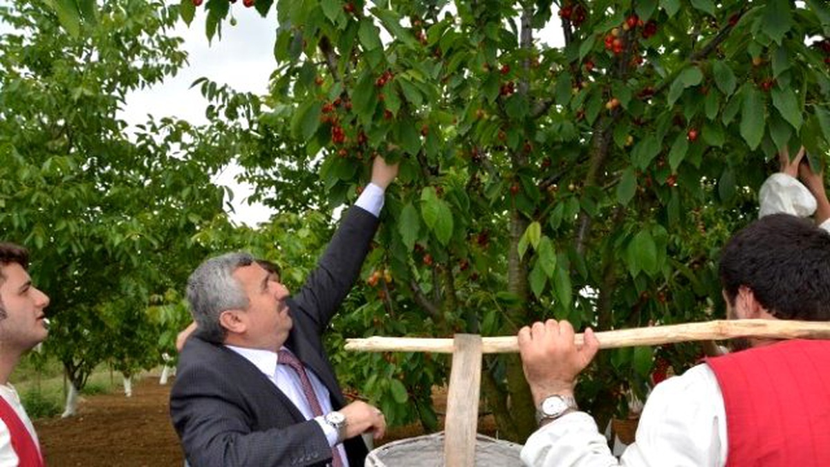Körfez, Altın Kiraz Festivali\'ne Hazırlanıyor