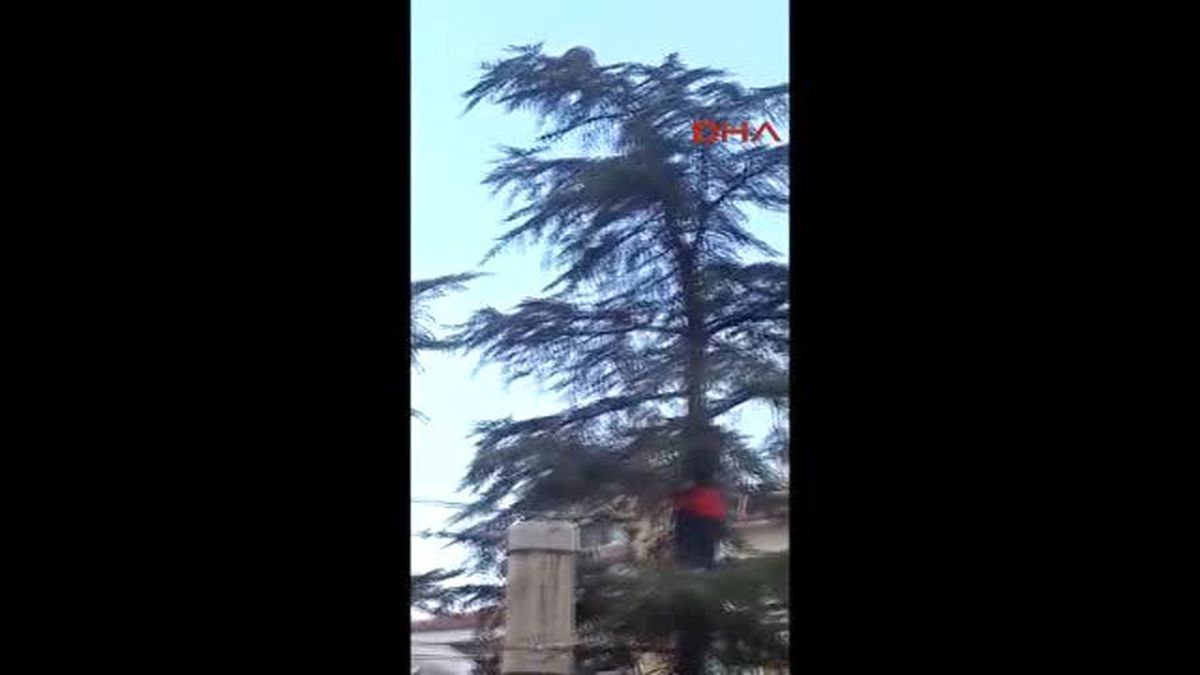 Seçim Gününden Beri Ağaçta Olan Kediyi İtfaiye İndirdi