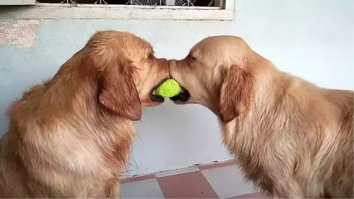 Tenis Topunu Paylaşamayan Köpekler