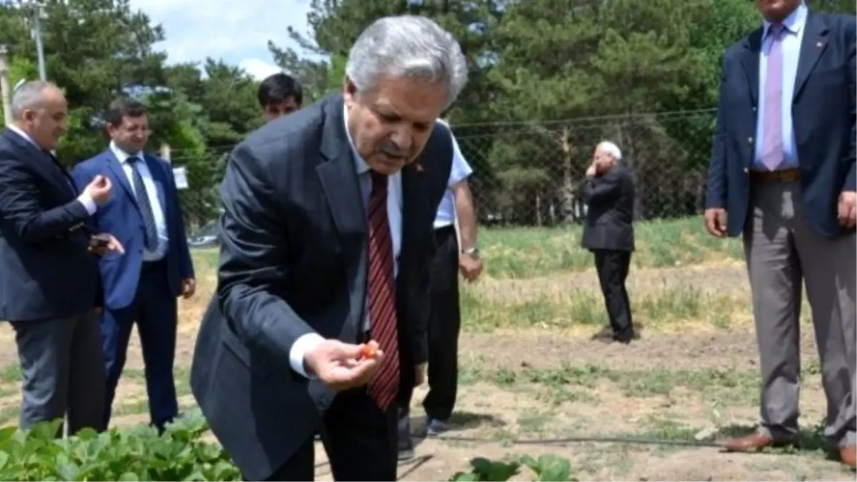 Doktor Arılar Projesi Meyvesini Verdi