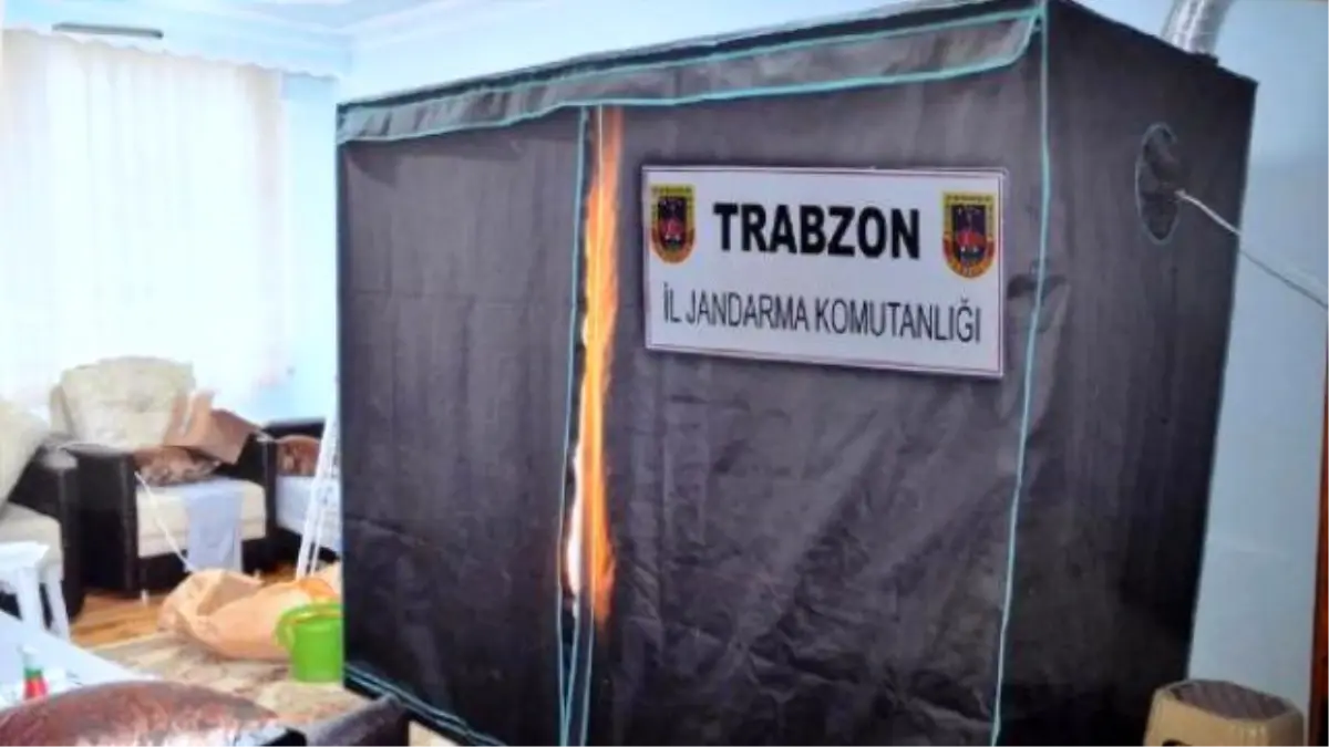 Trabzon\'da Evinde Hint Keneviri Yetiştiren Bir Kişi Gözaltına Alındı