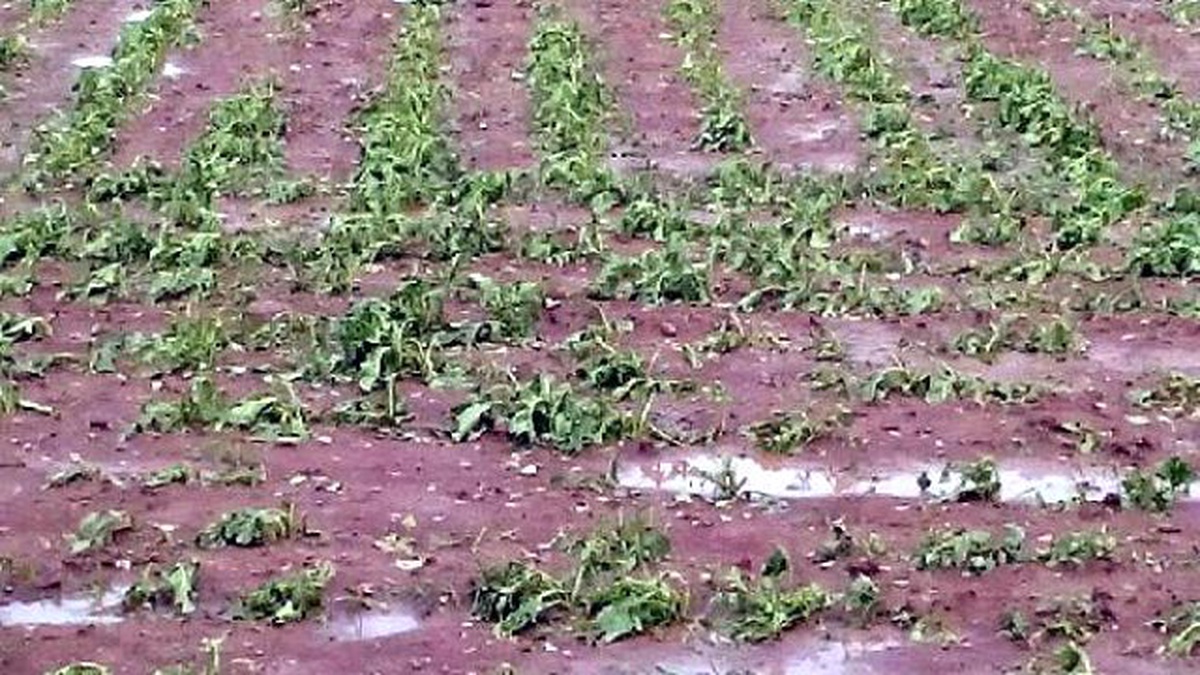 Kayseri\'de Dolu Ekili Arazilere Zarar Verdi