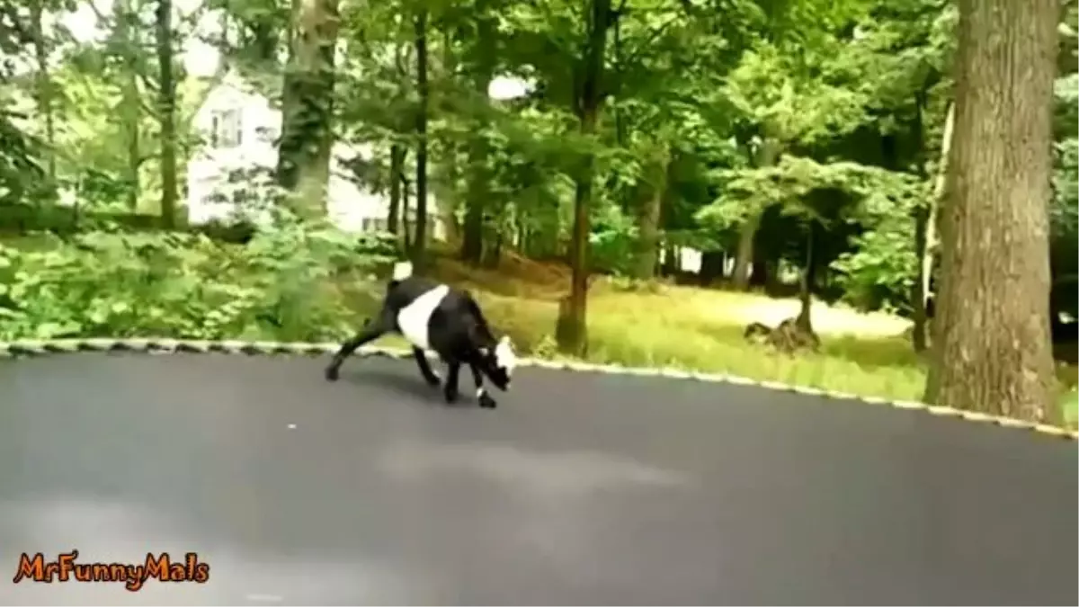 Keçilerin Trambolin Maceraları