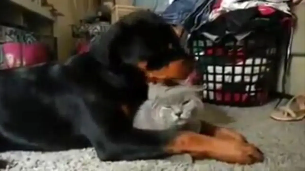 Rottweiler ile Kedinin Dostluğu