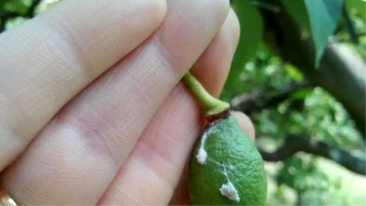 Tarım Danışmanları Limon İçin Sahada