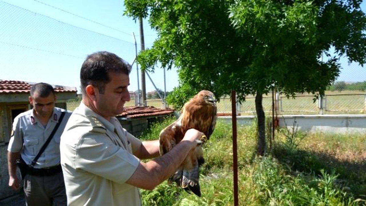 Yavru Şahine Jandarma Sahip Çıktı