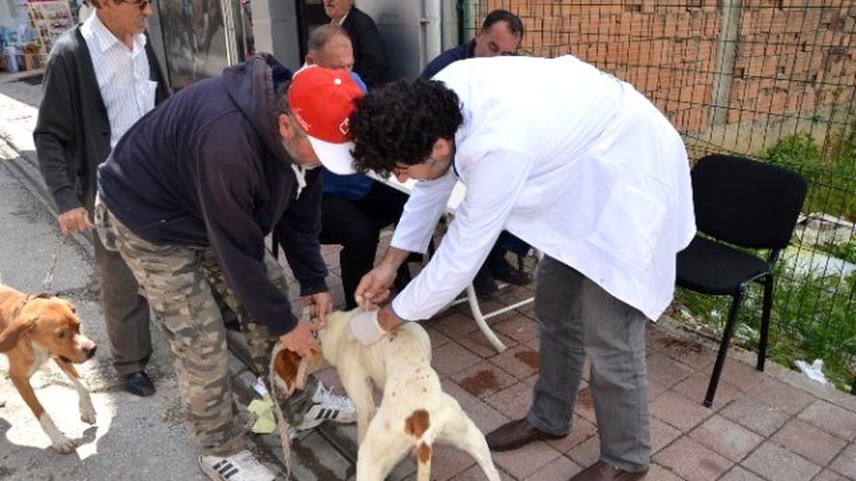 Belediyeden Köpeklere Ücretsiz Kuduz Aşısı ve Sağlık Kontrolü