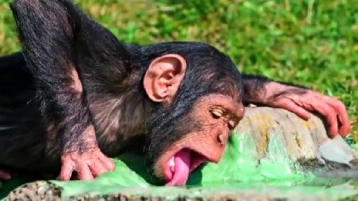 Chimpanzees Discover The Wonderful World Of Wine