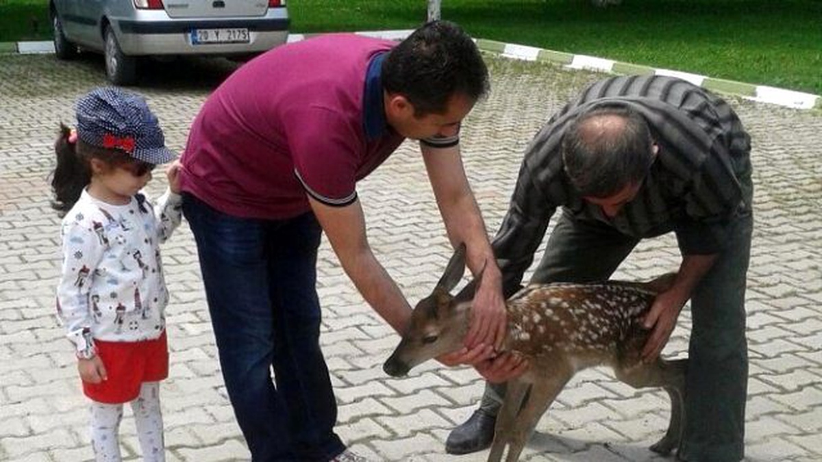 10 Günlük Geyik Yavrusuna Vatandaş Sahip Çıktı