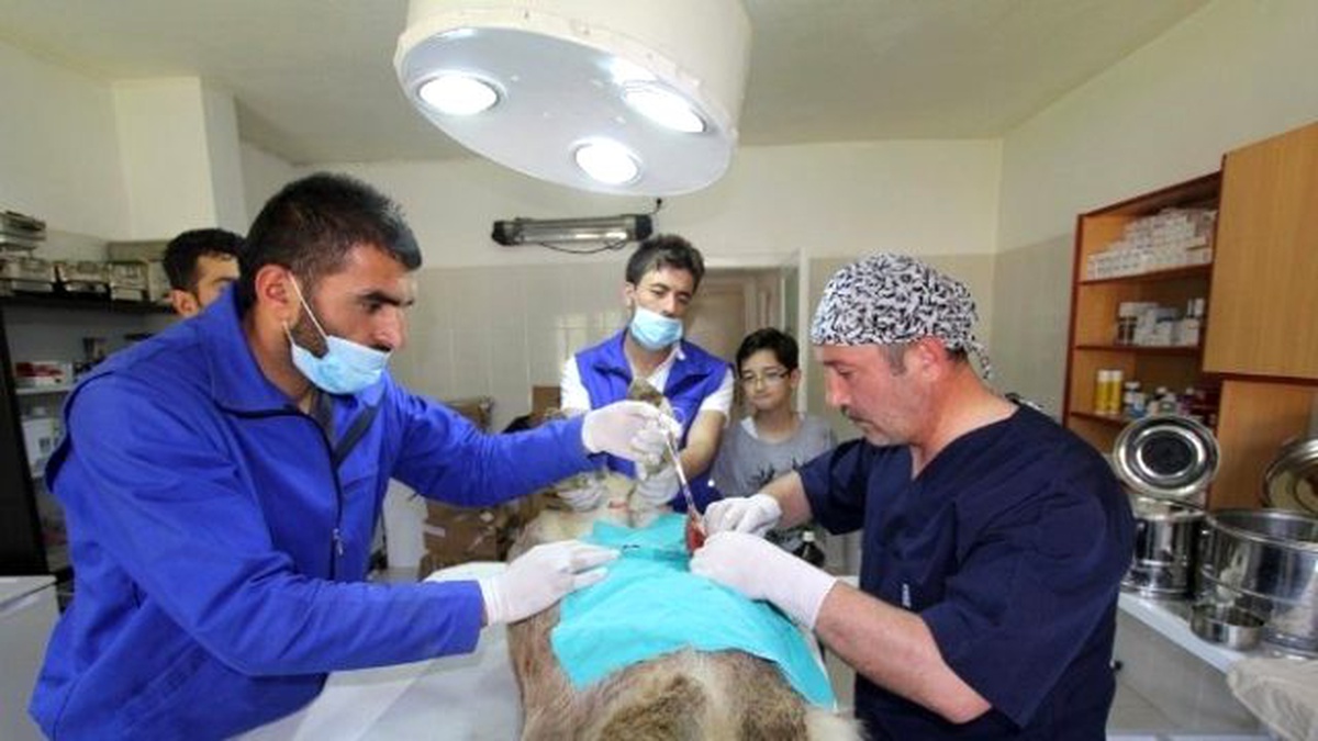 3 Aylık Buzağıya Fıtık Ameliyatı