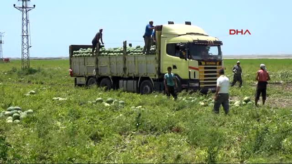 Adana Karpuz Fiyatı Tarladan Sonra Halde de Düştü