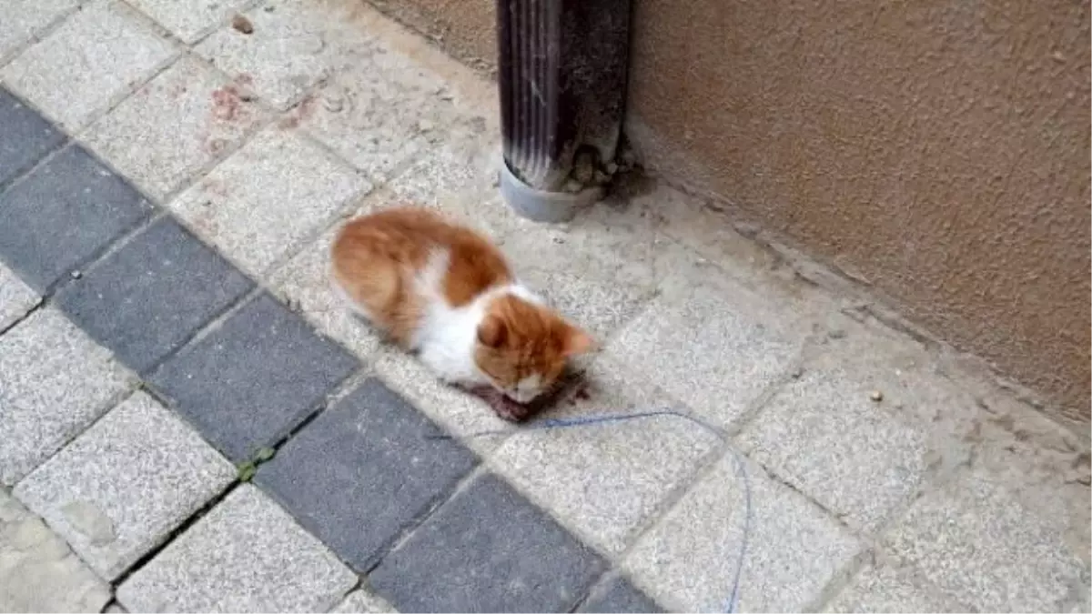 Bir Sürücünün Çarpıp Kaçtığı Kediye Duyarlı Vatandaş Sahip Çıktı