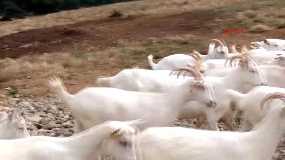 Günde 350 Gram Süt Veren Teke, Görenleri Şaşkına Uğratıyor
