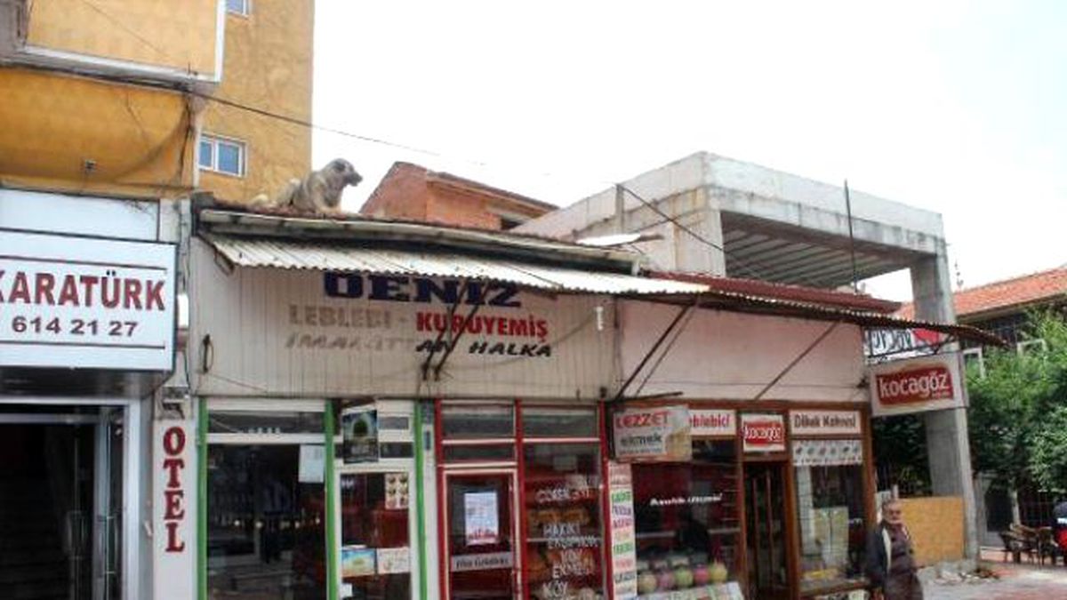 Çatıda Kalan Köpeği İtfaiyeciler İndirdi