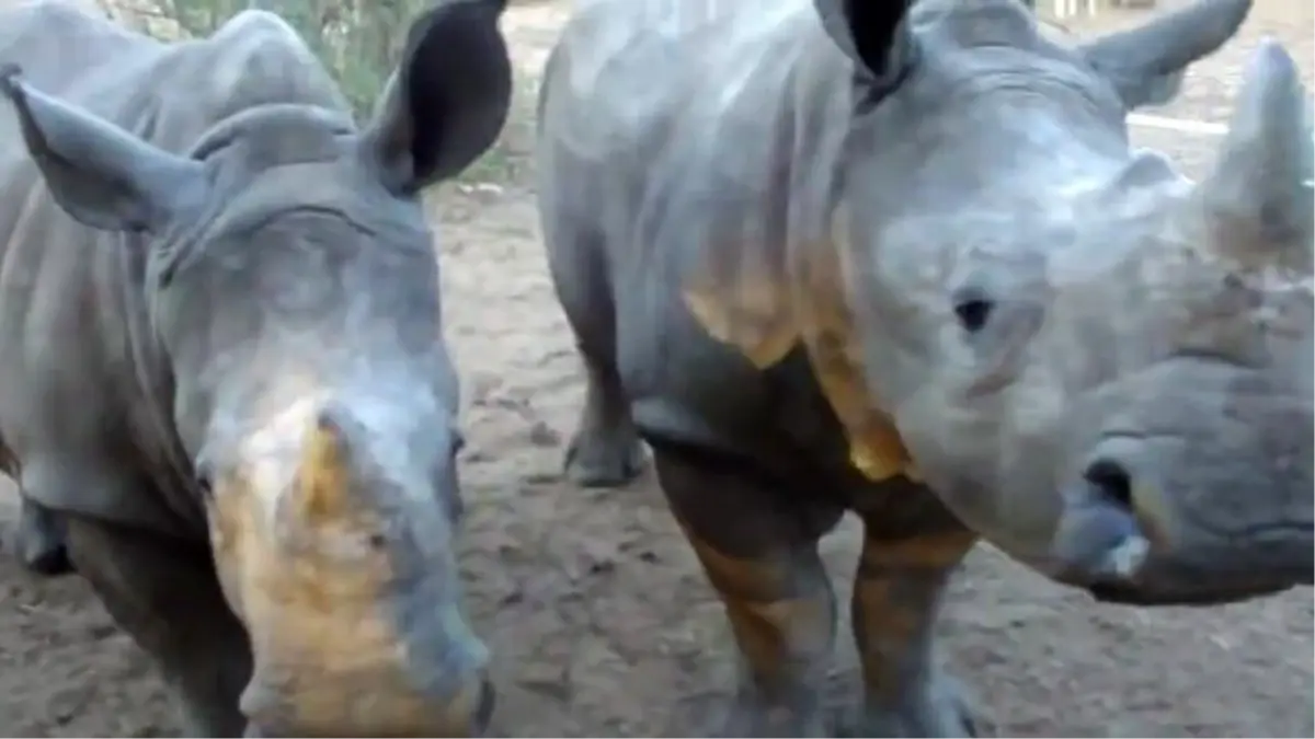 Gergedanların Sesi Nasıldır