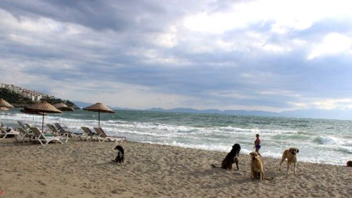 Havalar Serin Gidince Sahiller Köpeklere Kaldı